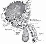 Images of Definition Of Benign Prostatic Hypertrophy