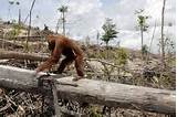 Tropical Rainforest Deforestation Images