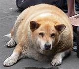 High Fat Content Dog Food Photos