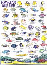 Different Types Fish Pictures