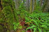 Photos of Vancouver Island Tropical Forest