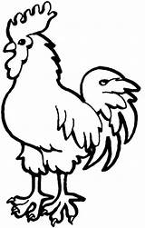 Rooster Coloring Draw sketch template