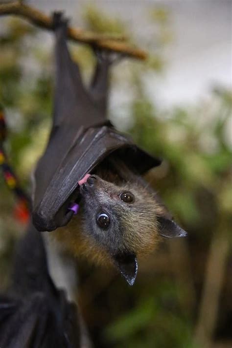 cutest bats  images  pinterest baby bats fluffy pets  bats