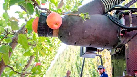 robotic apple picker trials continue  washington youtube