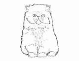 Katzen Perserkatze Katze Katzenrassen Malvorlage sketch template