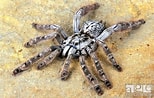 Afbeeldingsresultaten voor "trochodota Maculata". Grootte: 154 x 98. Bron: www.agefotostock.com