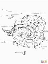 Anaconda Colorare Coloring Disegni sketch template