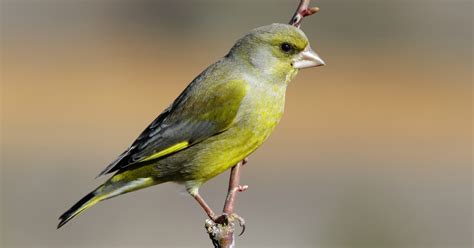 vogels  de tuin herkennen  prachtige tuinvogels op een rij