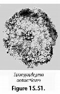 Afbeeldingsresultaten voor "spongoplegma Antarcticum". Grootte: 120 x 176. Bron: www.uv.es