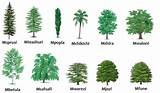 Photos of Different Types Of Trees