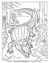 Coloring Alligator Pages Printable Book Caiman Colouring Creepers Animal Two Alligators Animals Turtle Snapping Sheets Kids Adult Crawly Snake Print sketch template