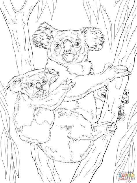 koala  baby super coloring adult coloring animals zoo coloring