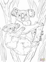 Koala Koalas Ausmalbilder Ausdrucken Supercoloring sketch template