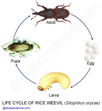 pest  rice sitophilus oryzae distribution life cycle nature