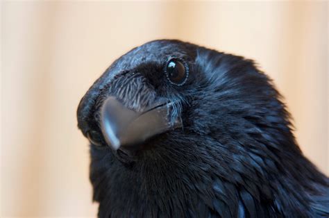 crows  ravens teach people  resisting temptation