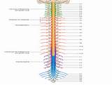 Images of The Spinal Cord Ends At The