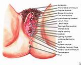 Pictures of Different Vulva Types
