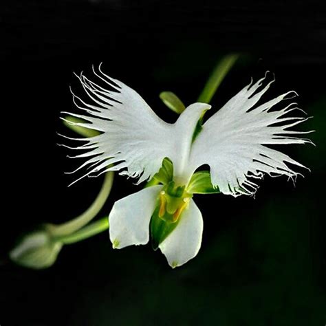 100 Japanese Radiata Seeds White Egret Orchid Seeds White Flowers