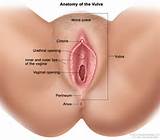 Different Vulva Types Pictures