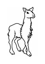 Coloring Llama Llamas Printable Color Pages Two South American Version Click Supercoloring sketch template