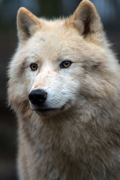 premium photo arctic wolf canis lupus arctos aka polar wolf