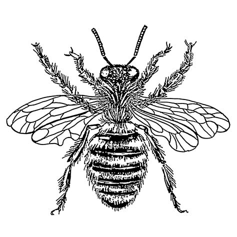 bee  drawing clipart