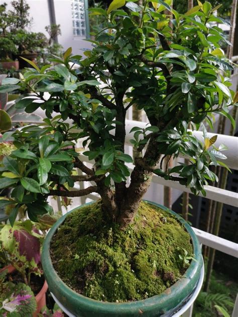 ixora bonsai furniture home living gardening plants seeds
