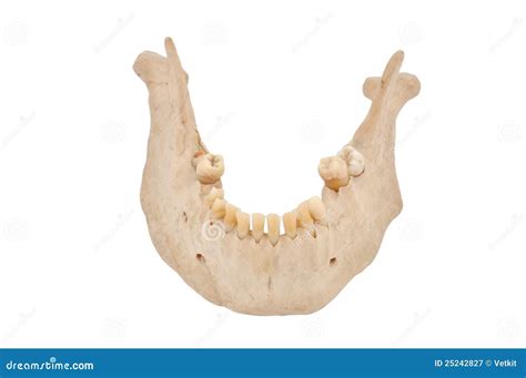 jaw royalty  stock photography image