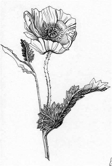 poppy poppy drawing botanical drawings flower art