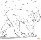 Lynx Coloring Pages Canadian Printable Marvelous Cat Getdrawings Colorings Getcolorings Drawing Color sketch template
