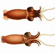 Afbeeldingsresultaten voor "bathyteuthis Abyssicola". Grootte: 190 x 185. Bron: en-academic.com