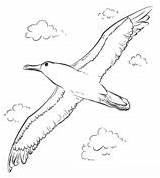 Albatross Coloring Pages Printable Drawing Crafts Flight Tutorial Step Printables Visual Drawings Color sketch template