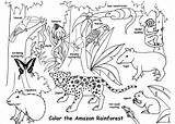 Jungle Coloring Pages Habitat Templates Colouring Template Junction sketch template