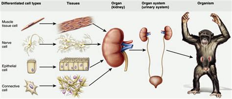 8 Tissues Organs Systems Wk1 T4 Mrs Morritt Science