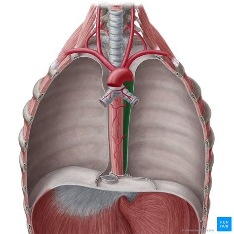 aorta anatomy branches supply kenhub