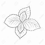 Mint Drawing Peppermint Plant Leaves Drawn Getdrawings Leaf Drawings sketch template