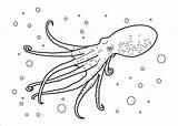 Octopus Aquatic Coloringbay sketch template