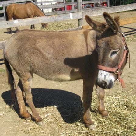 donkeys  clarks elioak farm  petting farm