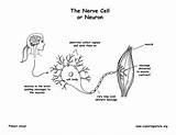Neuron Coloring Cell Nerve Pages Template Pdf Nervous System Anatomy Please Exploringnature Sponsors Wonderful Support sketch template