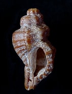 Afbeeldingsresultaten voor Amerikaanse oesterboorder dieet. Grootte: 142 x 185. Bron: exota.blogspot.com