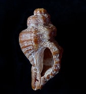 Afbeeldingsresultaten voor Amerikaanse oesterboorder. Grootte: 169 x 185. Bron: exota.blogspot.com