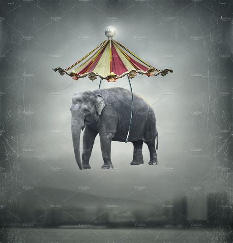 circus elephant animal  creative market