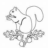 Squirrel Veverita Colorat Planse Desene Educative Trafic sketch template