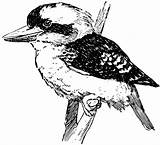 Kookaburra Vector Clipart Colouring Clip Vintage Bird Australian Coloring Pages Australia Template Etc Small Head Large Vanishingtattoo Sketch Wales Usf sketch template