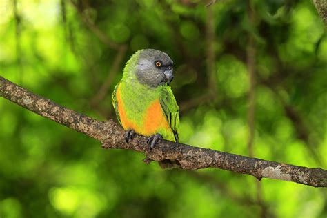 senegal parrot full profile history  care