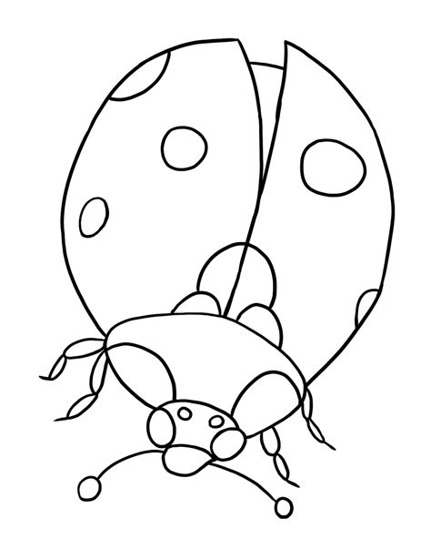 printable ladybug coloring pages  kids