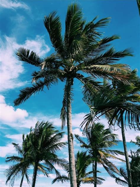 vsco adeguevin hawaii beaches palm trees south beach