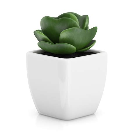 small plant  white pot   model cgtrader