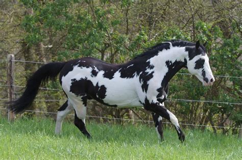 colonel coosader black overo paint horse stallion champion