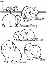 Lop Rabbit Coloring Pages Bunny Printable Holland Mini Eared Bunnies Drawing Breeds Rabbits French Pet Choose Board sketch template